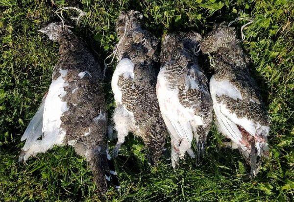 Nord-Troms krever tilbake rettigheter på Finnmarkseiendommen