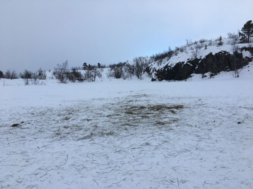 På et av vannene i Lemmivarre ser det ut til at det er lagt ut gress.
 Foto: Privat