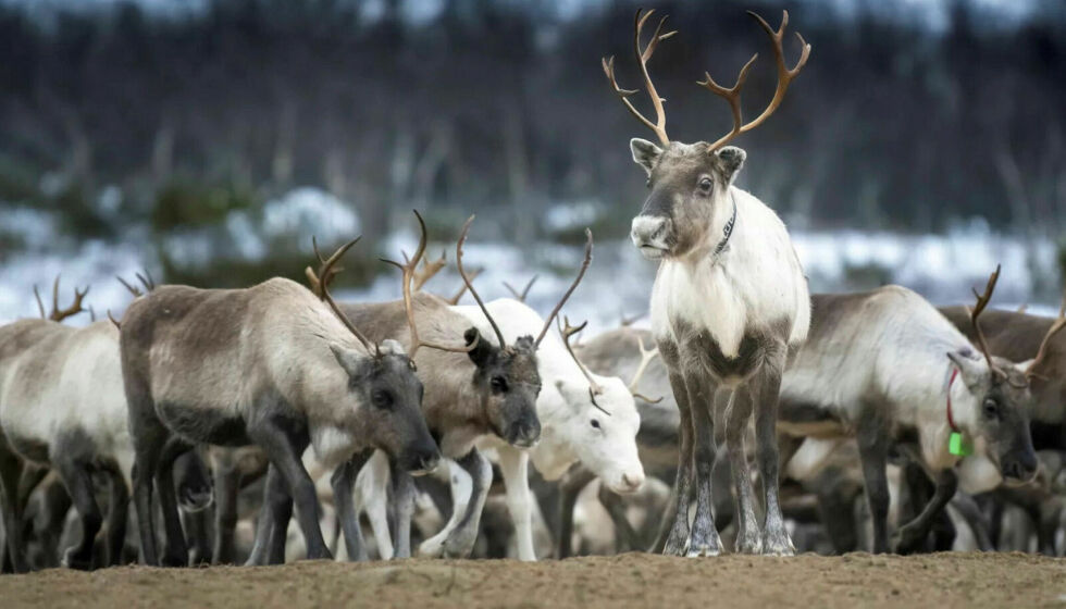Ressursregnskapet til reindriften viser at reintettheten er langt høyere i enkelte reinbeitedistrikter, sammenlignet med Polmak/Varanger. Høy tetthet av rein gir utslag på lavere slaktevekt og reduksjon av lavressursene på vinterbeitene.
 Foto: Cecilie Bergan Stuedal