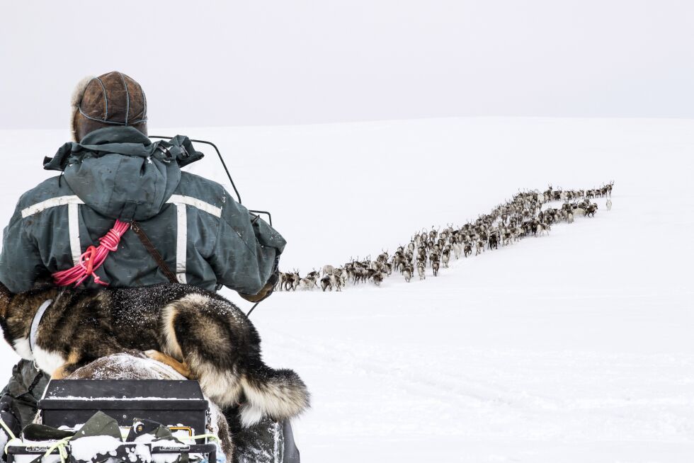 Kortfilmen «This year is not last year`s brother» handler om de omskiftelige tidene i reindrifta. Filmen følger reindriftssamenes liv, med de utfordringer det byr på.
 Foto: Fra filmen