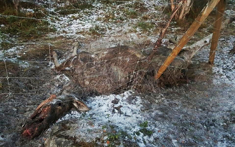 Leder i Porsanger elgjegerforening, Trygve Myrmel, sier at minst ti elg har satt seg fast i reingjerder de siste to årene.
 Foto: Frank Haldorsen