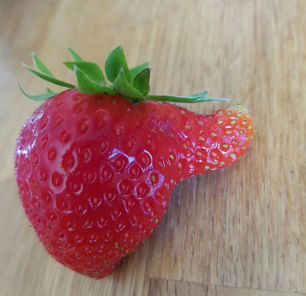 Dette jordbæret har definitivt en så uvanlig form at den fortjener oppmerksomhet i våre spalter. Foto: Einar Broks
 Foto: Einar Broks