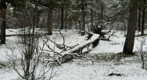 Nasjonalparken der skogen dør!