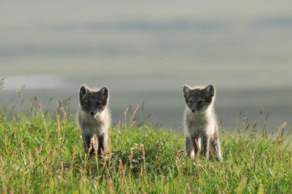 Statsforvalteren i Troms og Finnmark ønsker å få flyttet en perletur-sti de mener vil kunne forstyrre den sterkt truede fjellreven.
 Foto: Kjell M. Derås, Naturvernforbu