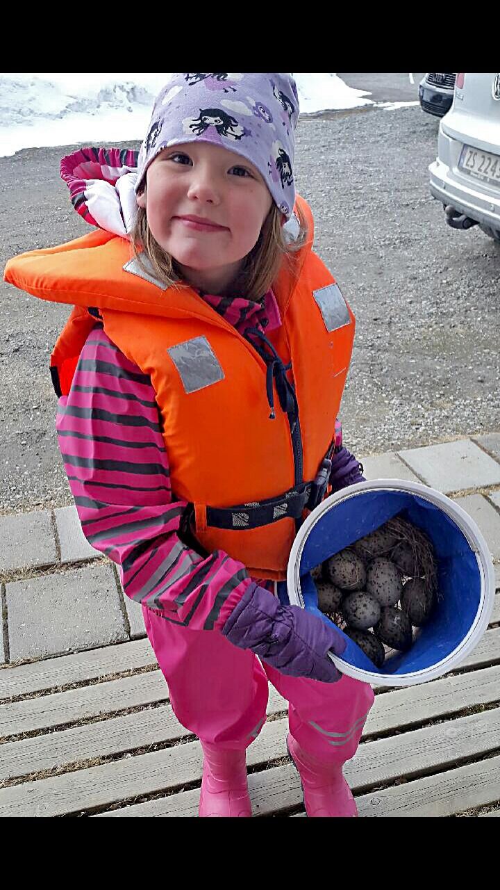 Mathilde Kristin Eriksen fra Jakobsnes plukket måseegg sammen med bestefar på syvårsdagen sin
 Foto: Privat