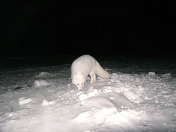 - La fjellreven leve