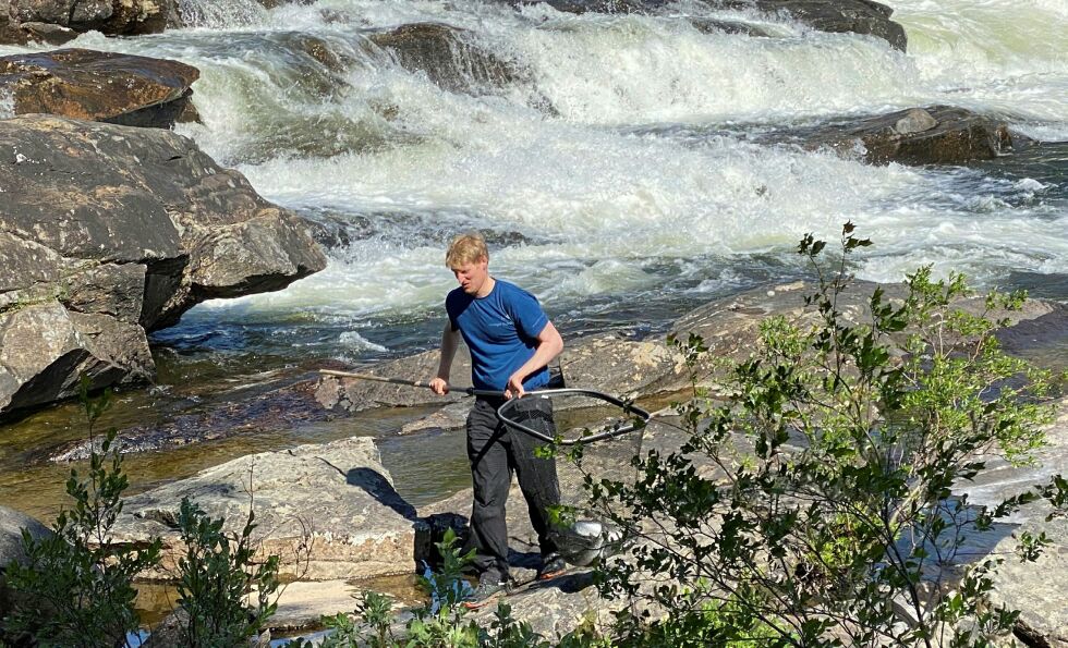 Her er Olsen på vei inn med håven og seks, sju lakser.
 Foto: Hallgeir Henriksen