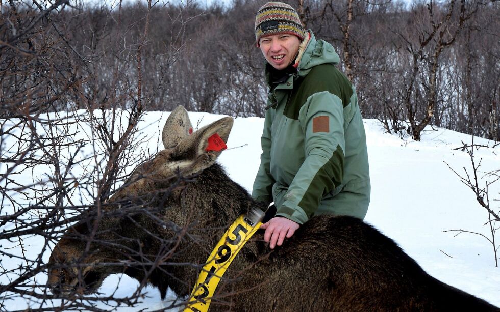 Elgprosjektet har pågått i mange år, og forsker Rolf Rødven håper å få inn informasjon om dyr med gule eller døde øremerker som felles under jakta.
ARKIVFOTO: Torbjørn ITTELIN