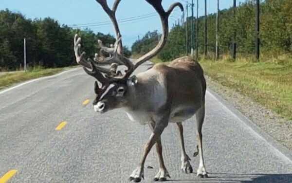 Få reinen ut av Hammerfests gater!