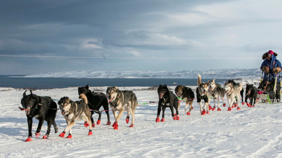 Fredag ettermiddag går det første startskuddet av årets Finnmarksløp. 
Begge foto: Finnmarksløpet