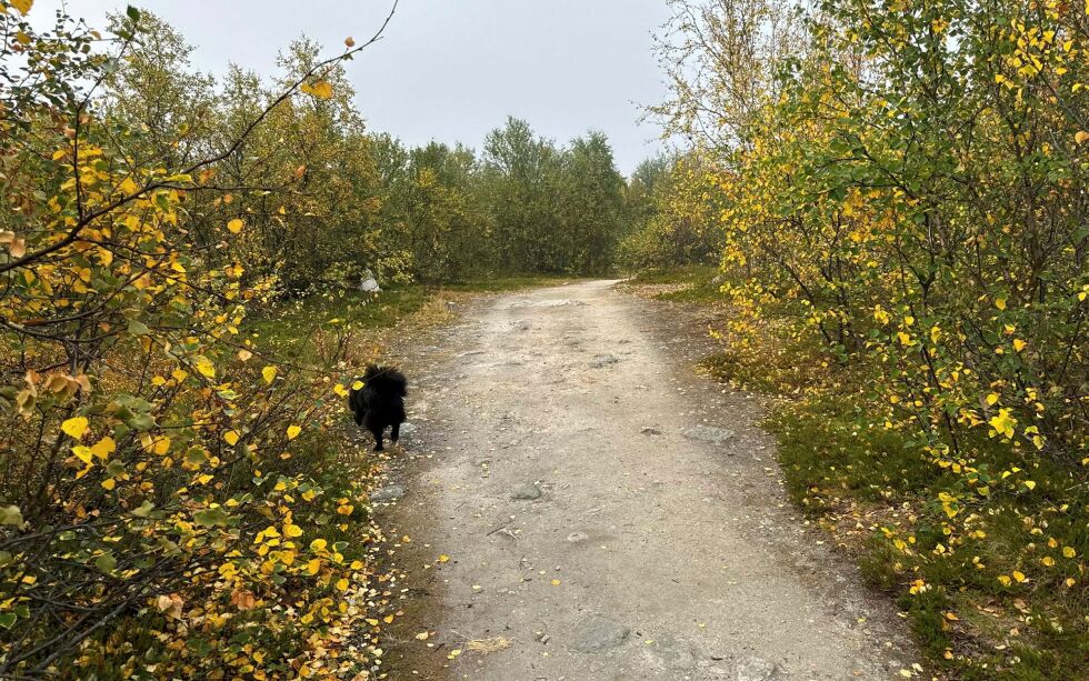 Opp Sandnesdalen er den smale anleggsveien innhyllet av småbjørk i farger man ikke forventer i første halvdel av august.
 Foto: Birgitte Wisur Olsen