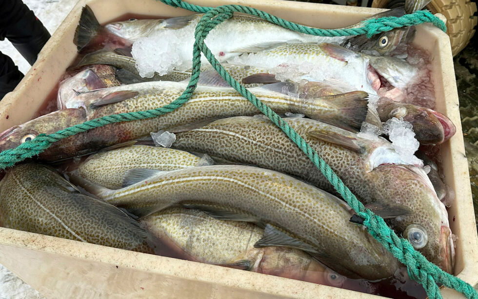 Ta torskekvoter fra utenlandske trålere og leveringspliktige norske trålere, foreslår Sørøy/Loppa fiskarlag.
 Foto: Hallgeir Henriksen