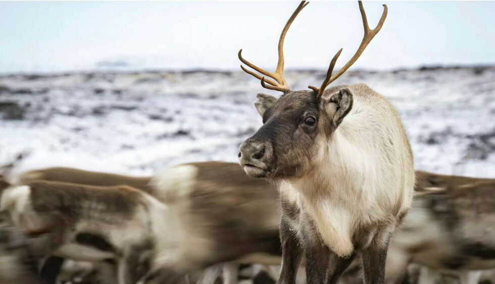 Reinbeitedistrikt 4/5B me­ner bygg­ene vil frem­stå som hind­ring­er, og vil også kun­ne for­styr­re og hind­re rein­ens na­tur­li­ge trekk­vei­er.
 Foto: Cecilie Bergan Stuedal