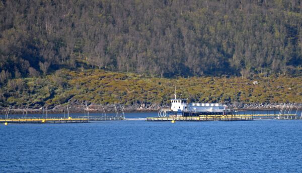 Bør gå for mer oppdrett