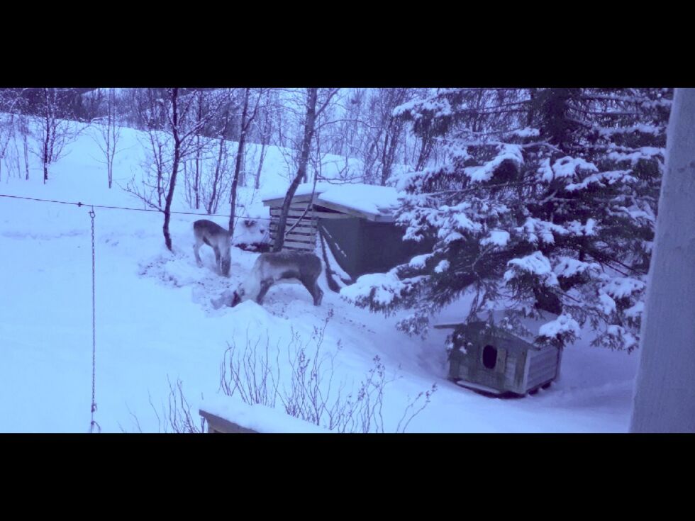 Disse to reinene har oppholdt seg ved huset til Nilsen over lengere tid.
 Foto: Øystein Nilsen