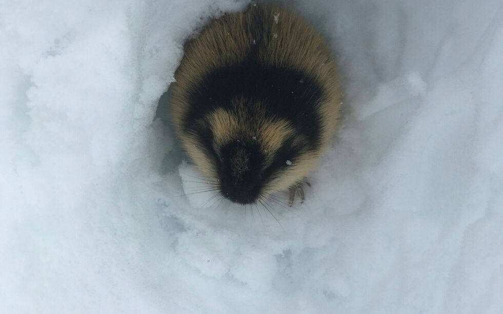 Denne hissige karen traff vi på fjellet på vestsiden av Porsanger.
 Foto: Anthon Sivertsen