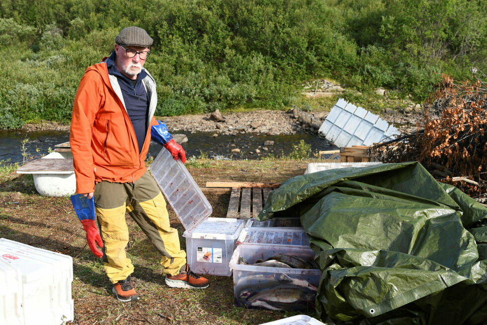 Bjørn Tore Pedersen viser frem fangsten fra siste røkting, 135 pukkellaks.
 Foto: Irene Andersen