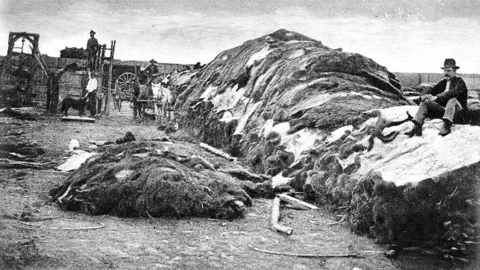 Rath & Wright bisonhud-lager i 1878, med en samling på 40.000 bison-skinn i Dodge City, Kansas.
 Foto: Public Domain/ Wikimedia Commons