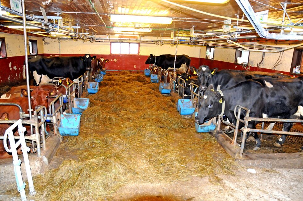 Bønder fortviler over svært sen fakturering fra veterinæren og har nå krevd kompensasjon fra kommmunen.
 Foto: Illustrasjon
