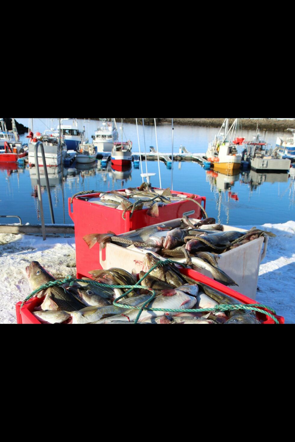 Fisket i Varangerfjorden har tatt seg opp de siste dagene, og i Nesseby kommer det fisk over kaikanten.
Arkivfoto: Torbjørn Ittelin