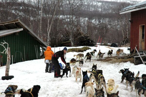 Ifjord tåkelagt - hundekjørerne kjørte Masjok rundt