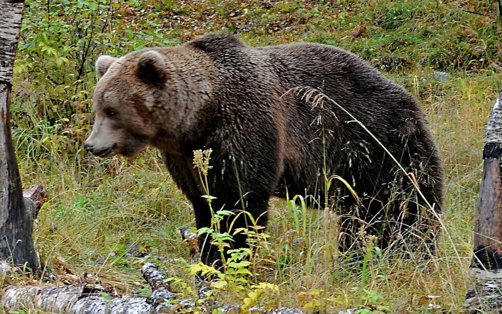 Bjørnen er glad i blåbær, og det skal ha vært mye blåbær i området skadefellingslaget fant spor.
Illustrasjonsfoto
 Foto: Arkivfoto