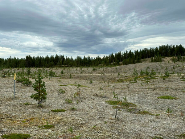 Luftige plantefelt