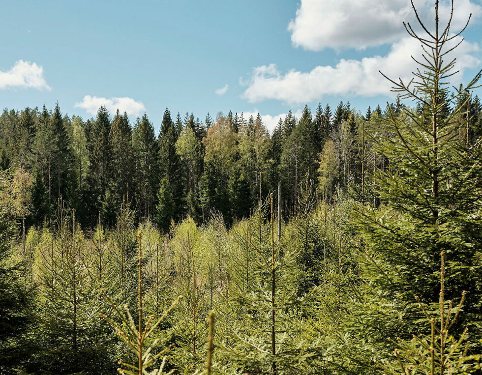 Illusrasjonsfoto