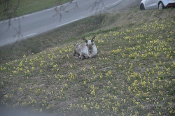 Rein, rein go to…