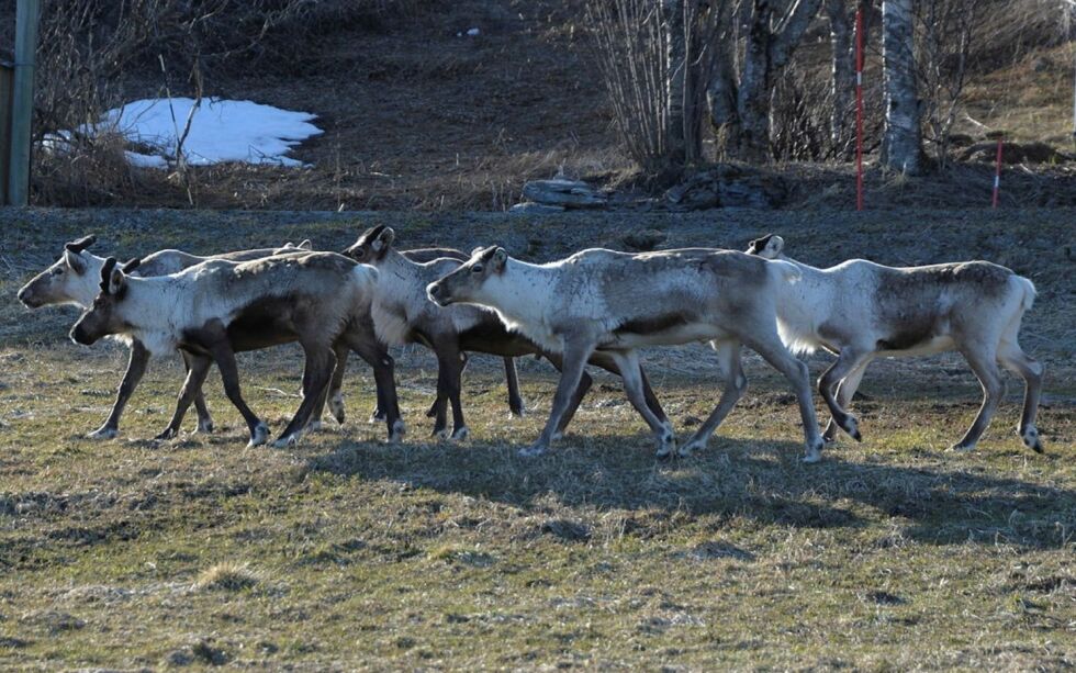 Dyr i drift.
 Foto: Steinar Solaas