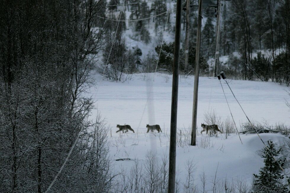 Det haster å få dokumentasjon av gaupefamiliene.
 Foto: Statens naturoppsyn