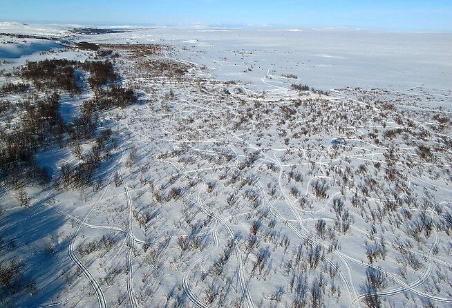 Det har vært kjørt på kryss og tvers for å jakte ryper ved Náššajohka i Kautokeino kommune.
 Foto: SNO
