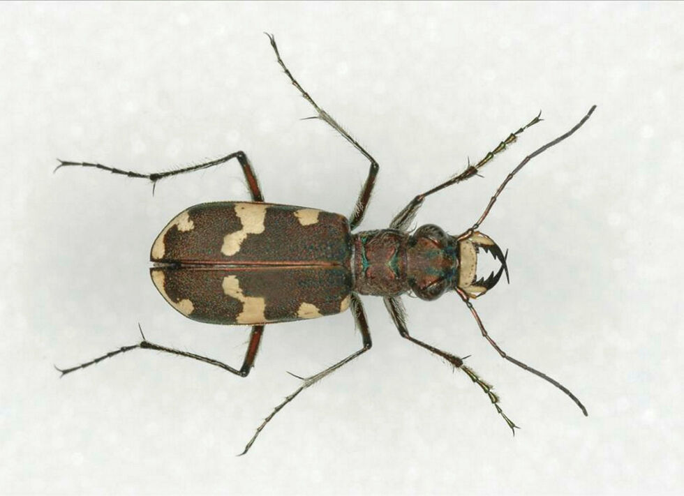 Elvesandjegeren Cicindela maritima er en karakteristisk billeart som tilhører familien løpebiller (Carabidae).
 Foto: Oddvar Hanssen - Norsk institutt for naturforskning