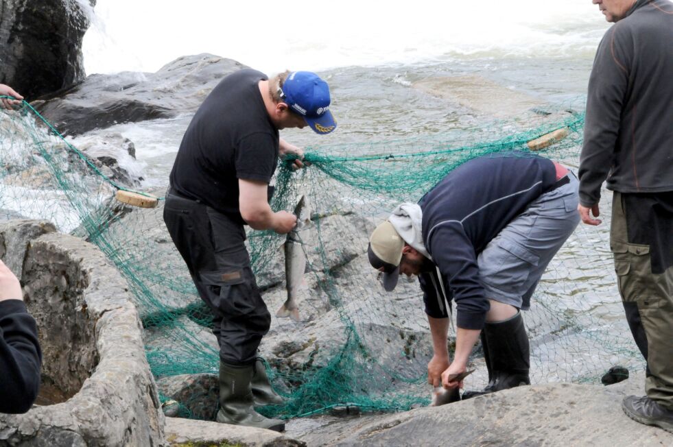 Det ble kun fire laks på det første kastet i Käpälä/Livjelak i Neiden mandag kveld.
 Foto: Halllgeir Henriksen