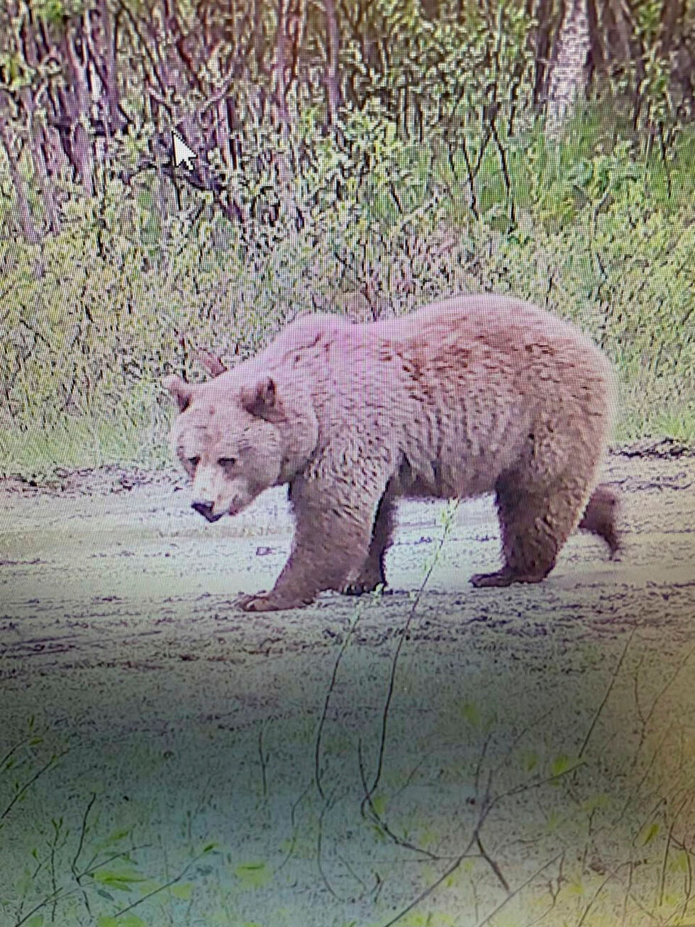 Binne fanget av Ture Jensens viltkamera på Storslåtten gård i Jarfjordbotn. Det er tatt DNA av binna som bet mannen 23. juni.
 Foto: Ture Jensen
