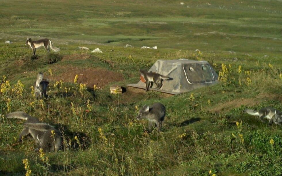 Det er i år født rekordhøyt antall valper på Varangerhalvøya – med totalt 76 valper.