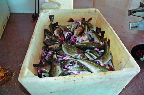 Fiskeutvannings- og kjemikalieministeren