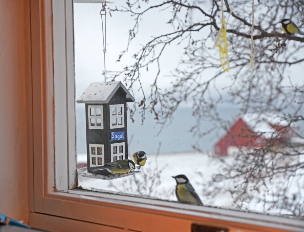 Kjøttmeisene er hos oss hele året, og har store fordeler av at folk legger ut mat. Men mating for lenge om våren kan bety at fuglene venner seg til en unaturlig forekomst av mat.
 Foto: Steinar Solaas