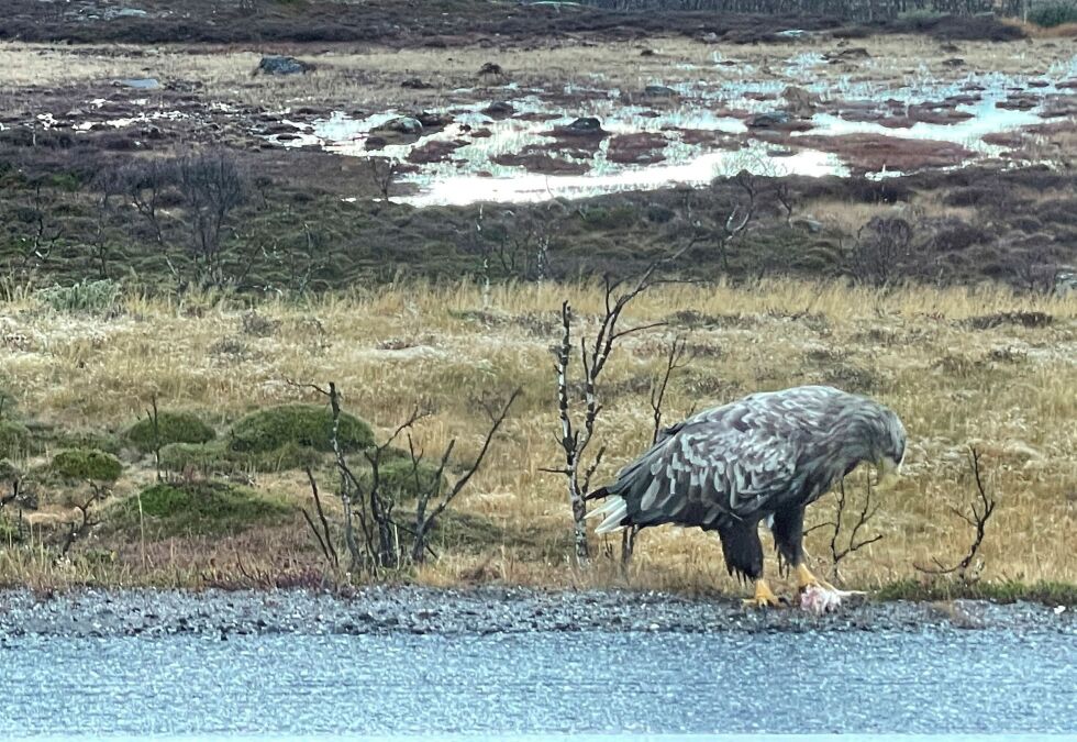 Ørna har funnet seg en godbit den ikke vil gi slipp på.
 Foto: Birgitte Wisur Olsen