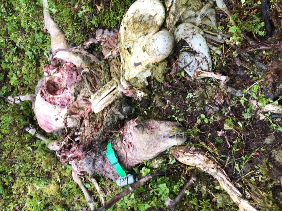 BJØRNEMAT: Denne sauen ble et raskt måltid for slagbjørnen i Neiden.
 Foto: Trude Mikkola