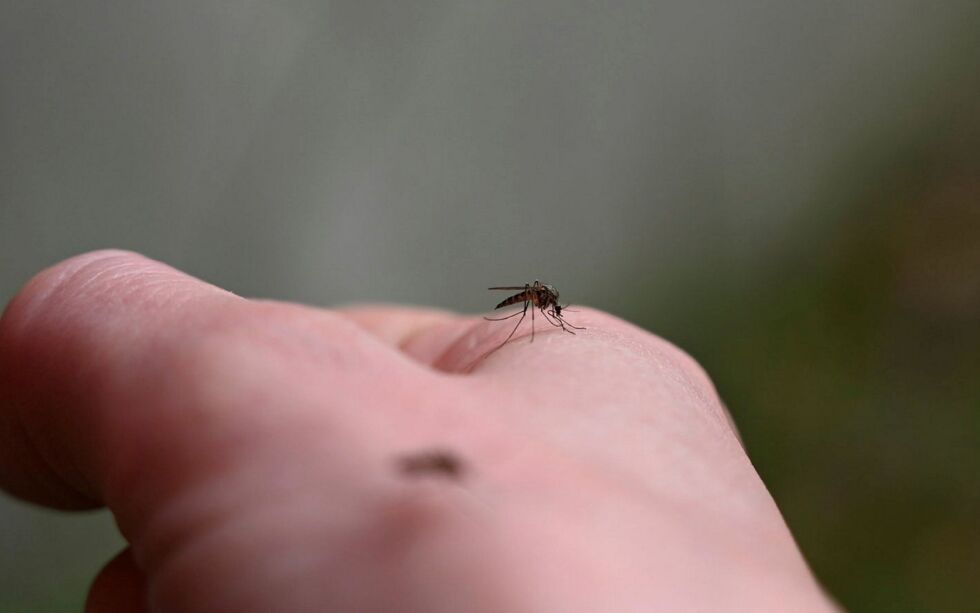 Fotografen trengte ikke vente mange sekunder før fotomotivet hadde slått seg ned. Denne plageånden er det mange som tyr til kjemiske metoder for å bli kvitt.
 Foto: Sara Olaussen Stensvold