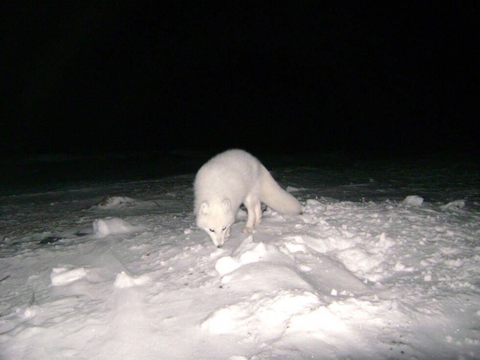 Statens naturoppsyn har meldt til fylkesmannen om mye kjøring med sneskuter i Nášša-området, og at kjøringen berører kjente fjellrevhi samt fôringsstasjoner.
 Foto: "Fjellrev i Finnmark", prosjekt via UiT.
