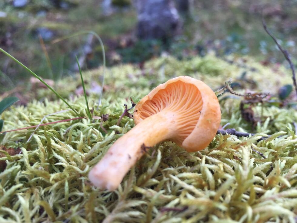 Illustrasjonsfoto: Irene Andersen