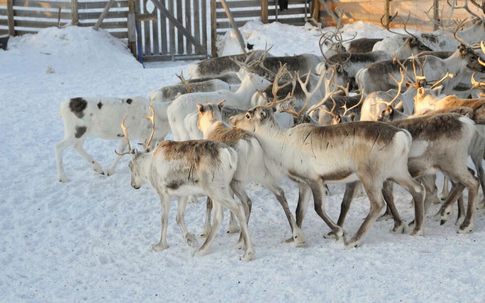 Rein­bei­te­di­strikt­et ser ut til å ha snudd i sak­en som gjel­der et rein­gjer­de i Nes­se­by kom­mu­ne, og det skal nå fore­tas en ny be­far­ing.
IL­LUST­RA­SJONS­FO­TO: HAN­NE KLE­MET­SEN