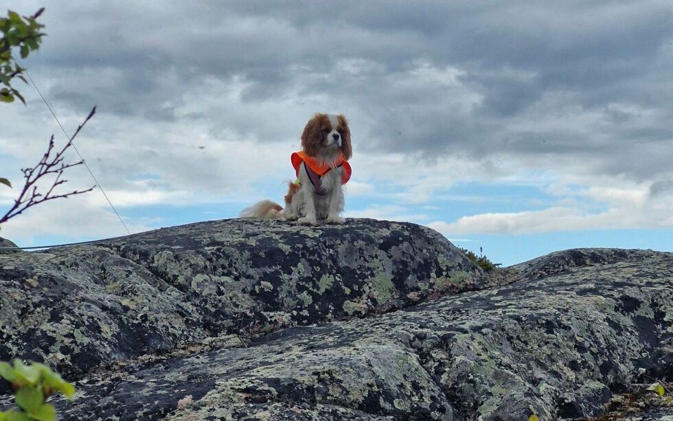 Lille Trixie (2 år) er visst også bekymret. Hvor er fuglene? Hun jager helst kråker og skjærer. Sammen med medsøster Topsy holder de nabolagets telelinjer fri for kråker. Rasen er cavalier spaniel, engelsk, de ble brukt til å jage opp fasaner fra gresset slike at jegerne kunne skyte dem.
 Foto: Randi Irene Losoa