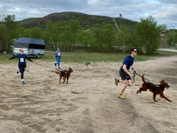 I høygir med firbeint drahjelp