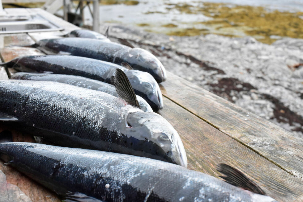 Det blir informert om det nye prosjektet på møter i Tana og Karasjok.
 Foto: Irene Andersen