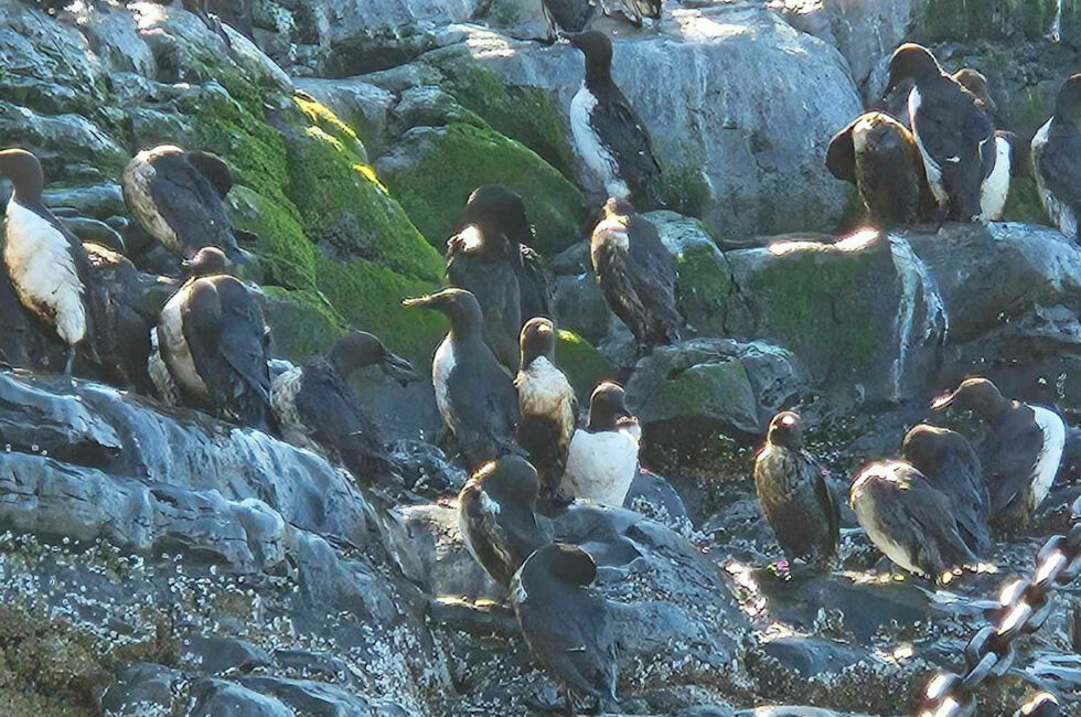 Det er først og fremst lomvi som er funnet i området ved Vardø.
 Foto: Kystverket
