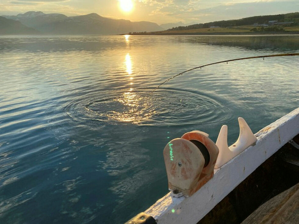 Matauk i Ullsfjord
 Foto: Anne-Lise Mortensen