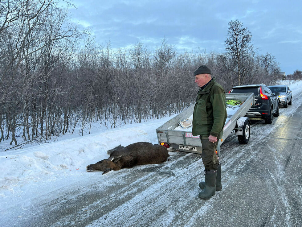 Så langt i år er tre elger påkjørt og avlivet i Porsanger. Nå ber Trygve Myrmel bilførere være på vakt. (Bildet er fra 2024).
 Foto: Irene Andersen